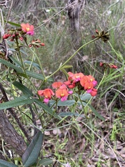 Kennedia coccinea