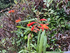 Crocosmia