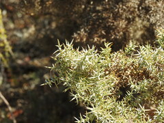 Ulex argenteus argenteus