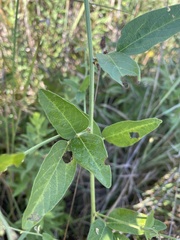 Desmodium illinoense