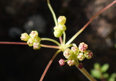 Pimpinella niitakayamensis
