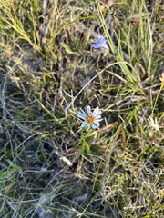 Symphyotrichum boreale