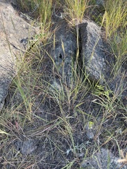 Elymus trachycaulus