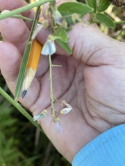 Desmodium illinoense