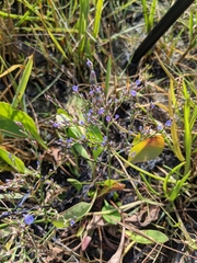 Limonium carolinianum