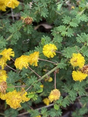 Acacia pulchella