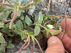 Epilobium anagallidifolium