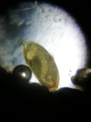 Ostracoda