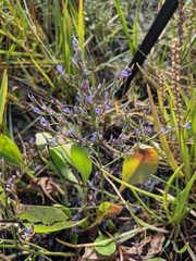 Limonium carolinianum