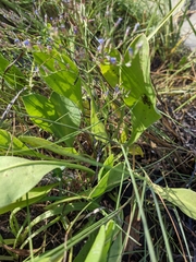 Limonium carolinianum
