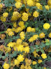 Acacia pulchella