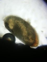 Ostracoda
