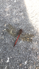 Sympetrum striolatum