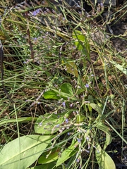 Limonium carolinianum