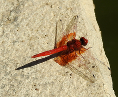 Trithemis kirbyi