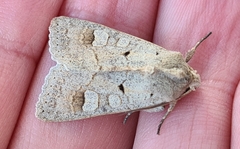 Ammoconia caecimacula