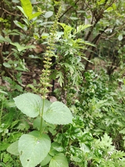 Coleus monostachyus