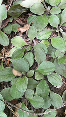 Antennaria plantaginifolia