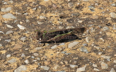 Chortoicetes terminifera