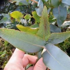 Eucalyptus globulus
