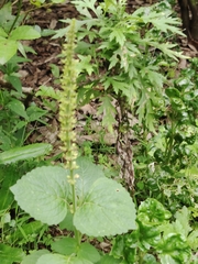 Coleus monostachyus