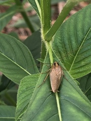 Blattella