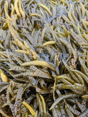 Fucus distichus