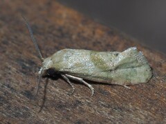 Platphalonidia magdalenae