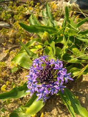 Scilla peruviana