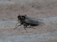 Pissonotus piceus
