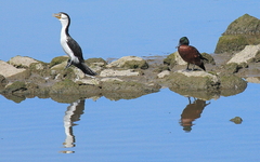 Microcarbo melanoleucos