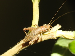 Arachnocephalus vestitus