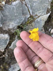 Erythranthe tilingii