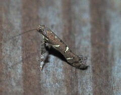 Caloptilia triadicae