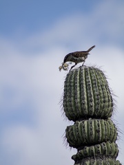 Campylorhynchus jocosus