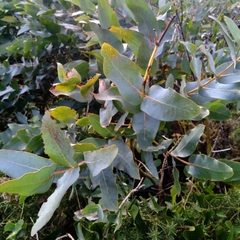 Eucalyptus globulus