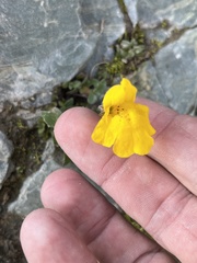 Erythranthe tilingii