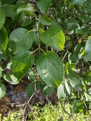 Rhamnus