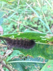 Phragmatobia fuliginosa