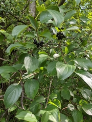 Rhamnus