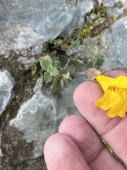 Erythranthe tilingii