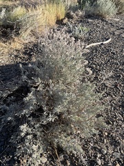 Artemisia tridentata