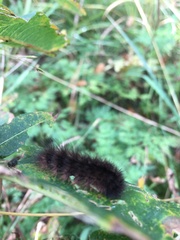 Phragmatobia fuliginosa