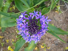 Scilla peruviana