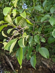 Rhamnus