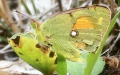 Colias croceus