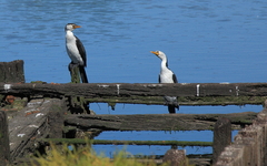 Microcarbo melanoleucos