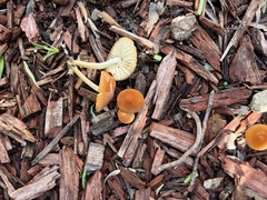 Marasmius vagus