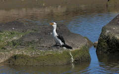 Microcarbo melanoleucos