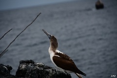 Sula nebouxii excisa